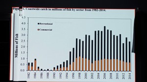 striped bass commercial versus recreational, eastcoast rockfish, linesiders, asmfc