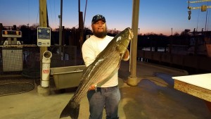 striped bass, rockfish, linesiders, lewes harbor marina, delaware, sussex county