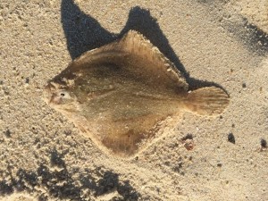 Sundial from the surf yesterday .. photo by Ben Smith