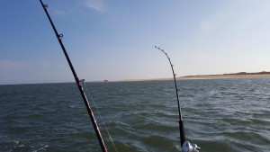 striped bass, rockfish, the point, cape henlopen state park, the rips, delaware, sussex county