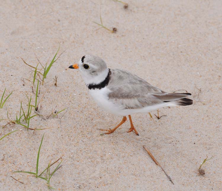 An adult piping plover. DNREC photo by Kevin Bronson - delaware-surf ...