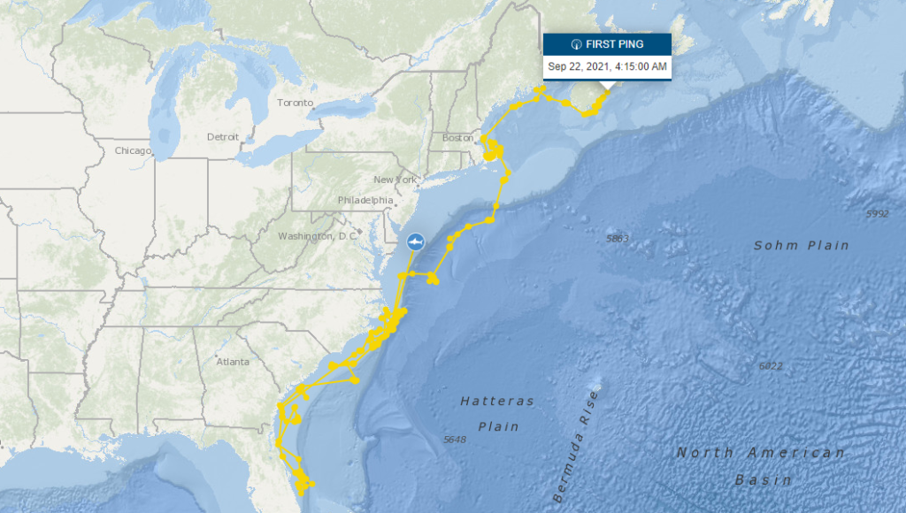East Coast Shark Tracking - Surfer